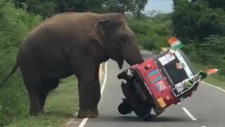 Damn Nature You Scary Pt. 2 Funny Scary Animal Encounters