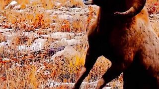 Markhor fight