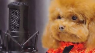 Puppy Singer Star Practice Singing Notes