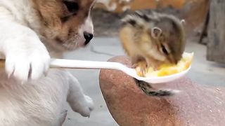Puppy Dad Feeds His Squirrel Son