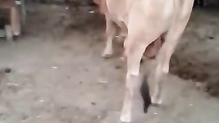 Cow Bakra Eid