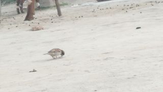 The sparrow is searching food#cute sparrow