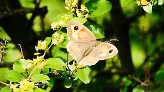 Beautiful Vedio