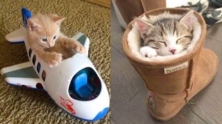 Baby Cats - Cute and Funny Cat Videos Compilation | Aww Animals