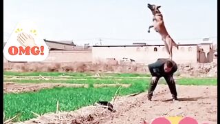 Dog Jump | Enjoying KUL MAMA KUL