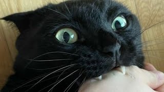 Funny cats/Dogs