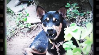 How Dog Reacts When Seeing Stranger Running,Berking? Viral Dog