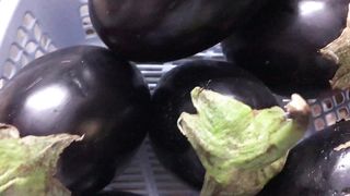 Fresh Brinjal From Farm