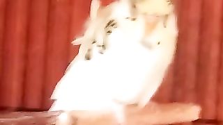Parrot Ki Awaaz Mithu Mithu????????