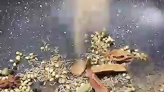 Multani biryani cook