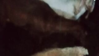 Kengle mein bakrionvka video plz like my video
