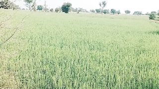 #Gaown mein sobah ka mahool.#like my video