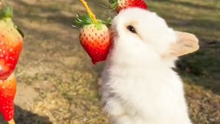 CUTE Rabbit...