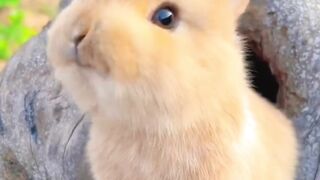 Cute rabbit ????