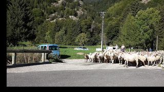Sheep - MrKhan/ 8
