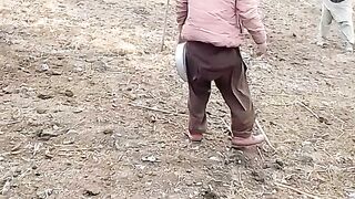 Wheat beeseading 2023