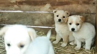 cute dogs very nice video #short