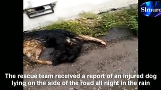 He Lay all Night until Morning, Every Time a Car Passed By, His Body Got Soaked. Video 2023