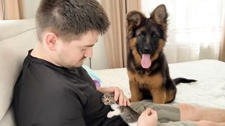 German Shepherd Puppy Reacts to his Dad Cuddling Tiny Kitten.Video 2023