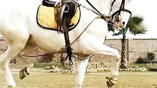Beautiful young horse dancing
