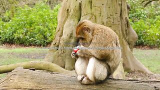Cute Monkey Loves Eating Delicious Apples