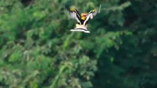 Burung unik