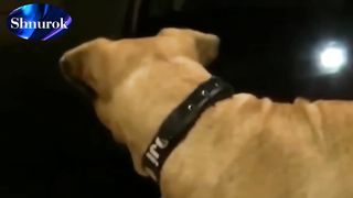 The dog rides the subway every day, then a person follows her and understands the reason.  Video 2023