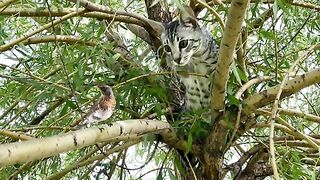 Burung ketemu sama kucing