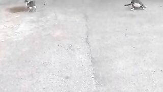 Cat ka shkar krna dkho