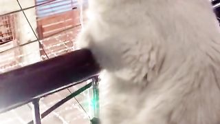 Cat video