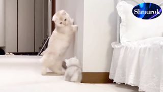 An  cat walks upright and looks at the kitten.  Video 2023