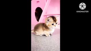 Cute Kitten wants your attention