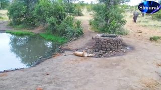Elephant Sprays Water at Lion.Video 2023