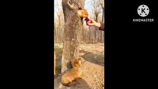 Cute  Animal Puppies And Bunny