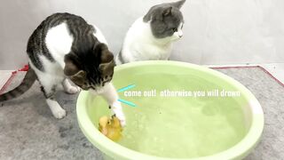 The kitten suspects that the duckling is drowning! Duckling is swimming and taking a bath. Video 2023