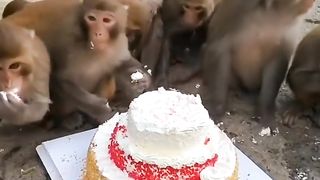 5235021619362511643_play.mp4_logo_US.