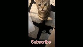 Fight chickens!  Videos of funny dogs and cats for a good mood!  Video 2023
