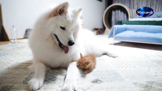 What Happens If a Kitten Bites a Big Dog.  Video 2023