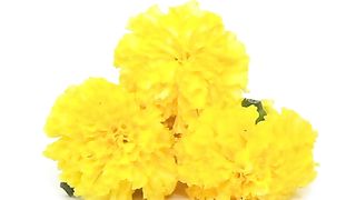 Marigold Flowers Yellow