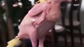 Sukacita blondie