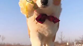 Cute dog clips, Cutes dogs