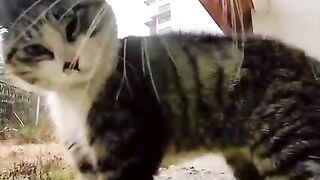 Cats fun