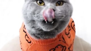Funniest Oscar Best Tiktok Compilation ????????| Oscar‘s Funny World | Cute And Funny Cat TikTok