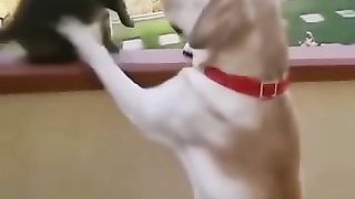 Best Funny Comedy Moments Chinese Best Funny Comedy Videos China Compilation