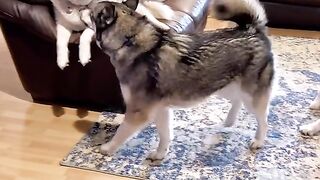 Another day, another husky rant