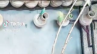 Budgies