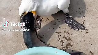 Fish eating.