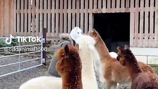 Lamas