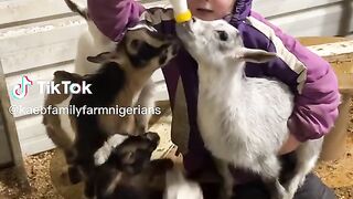Goat babies.