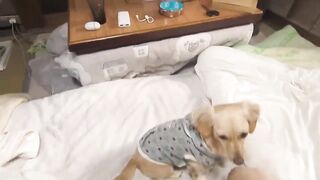 A cute dog was waiting for me.【Dachshund】
